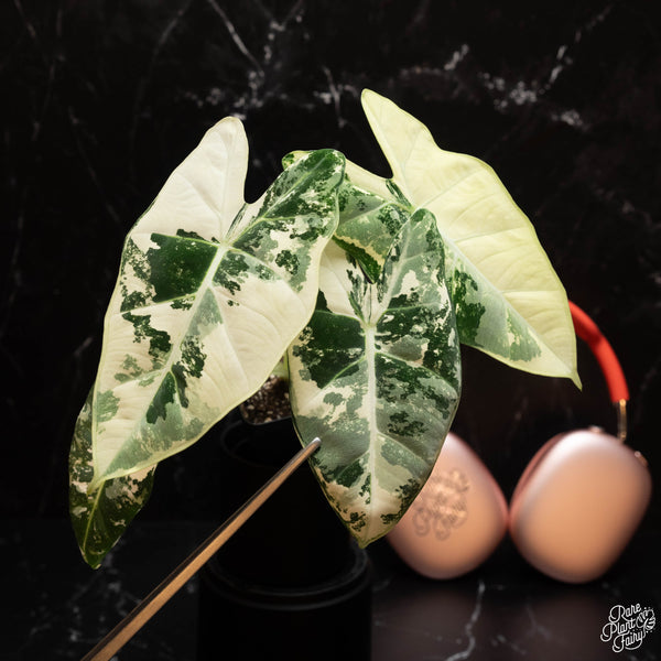 Alocasia 'Frydek' Variegated TC Plantlet