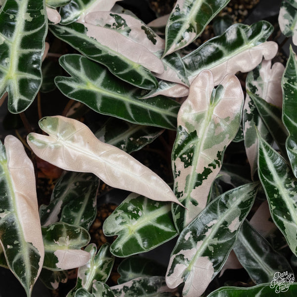 Alocasia 'Bambino' Pink Variegated TC Plantlet