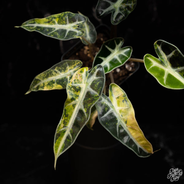Alocasia 'Bambino' Aurea Variegated TC Plantlet