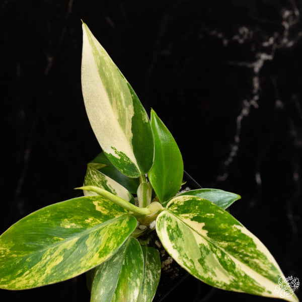 Philodendron 'Imperial Green' Variegated TC Plantlet