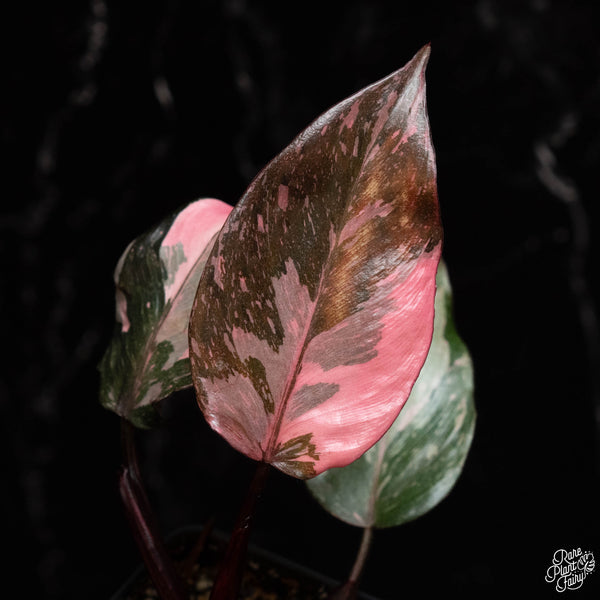 Philodendron 'Pink Princess' TC Plantlet