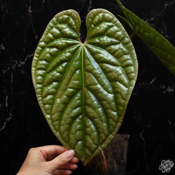 Anthurium luxurians TC Plantlet