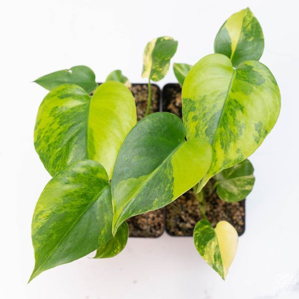 Monstera deliciosa Aurea Variegated (Large Form) TC Plantlet