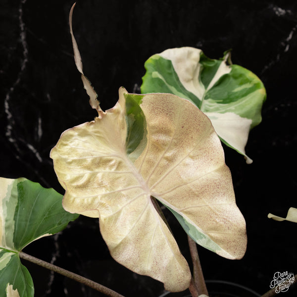 Alocasia 'Stingray' Albo/Aurea Mixed Variegated TC Plantlet