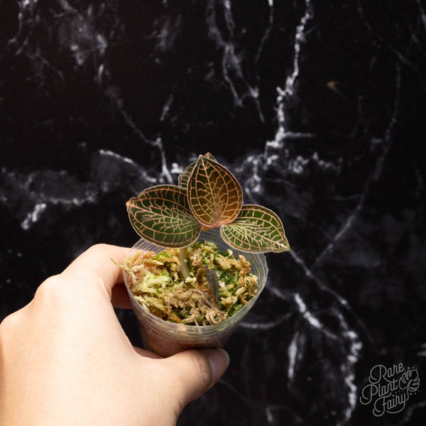 Anoectochilus roxburghii 'Large Leaves' TC Plantlet