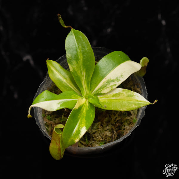 Nepenthes x 'Gaya' Variegated TC Plantlet