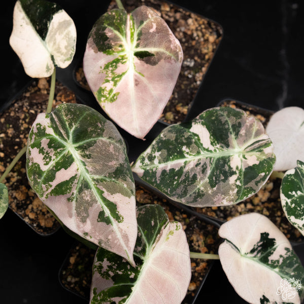 Alocasia 'Black Velvet' Pink Variegated TC Plantlet