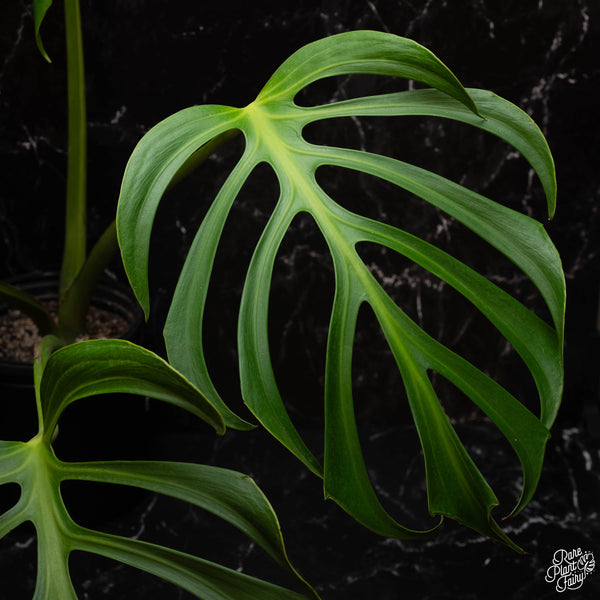 Monstera dilacerata 'Burle Marx Flame' TC Plantlet