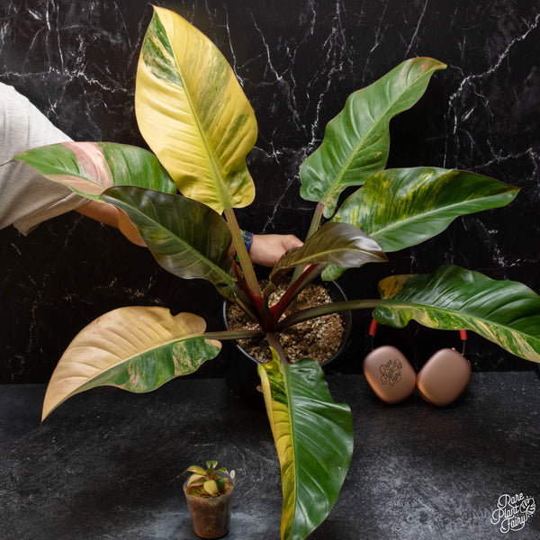 Philodendron 'Imperial Red' Variegated TC Plantlet