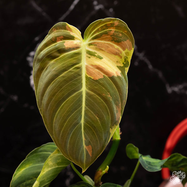 Philodendron melanochrysum Variegated TC Plantlet