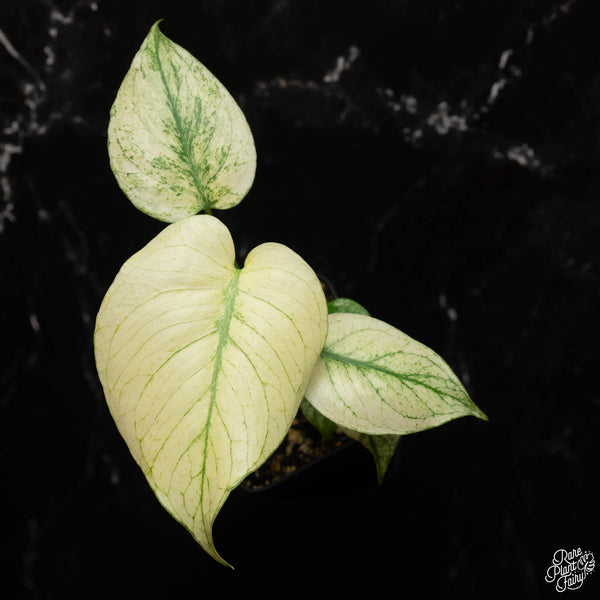 Monstera Deliciosa Mint Variegated (Large Form) TC Plantlet