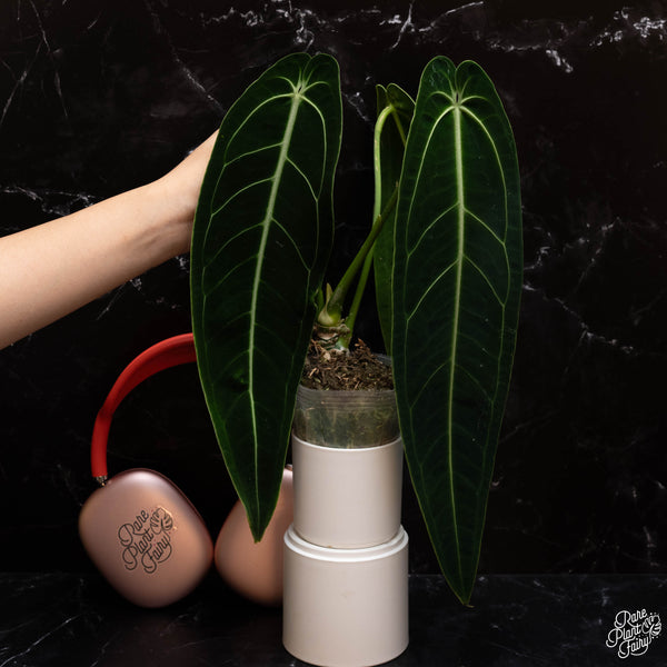 Anthurium Waroqueanum 'Queen' TC Plantlet