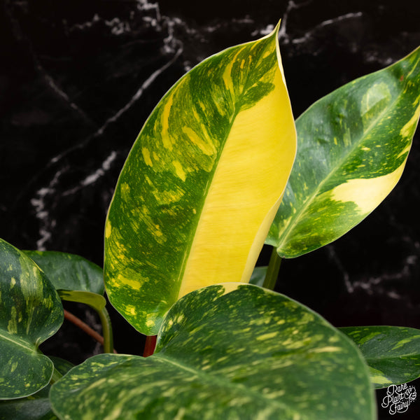 Philodendron 'Green Congo Nuclear' TC Plantlet