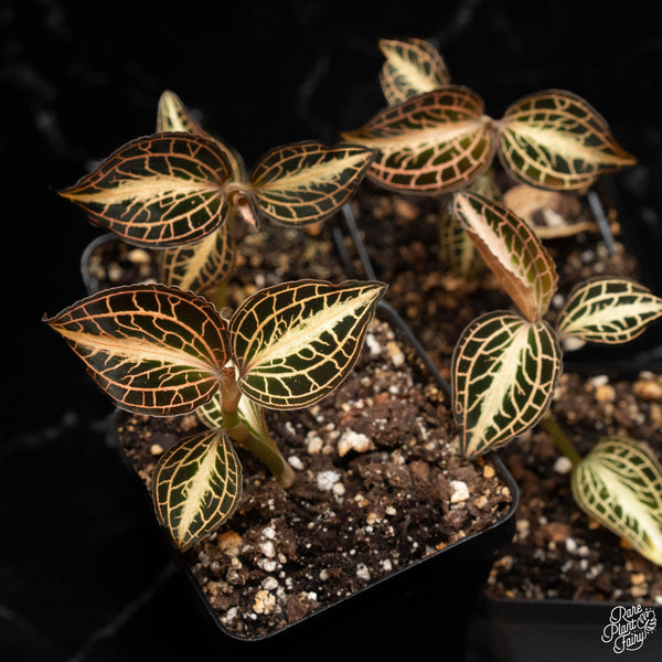 Anoectochilus albolineatus Center Variegated TC Plantlet