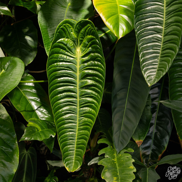 Anthurium Veitchii 'King' TC Plantlet
