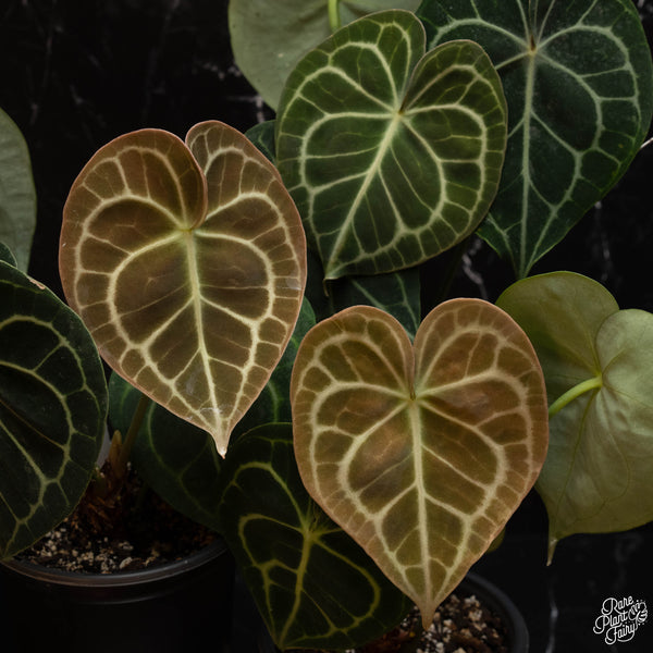 Anthurium clarinervium TC Plantlet