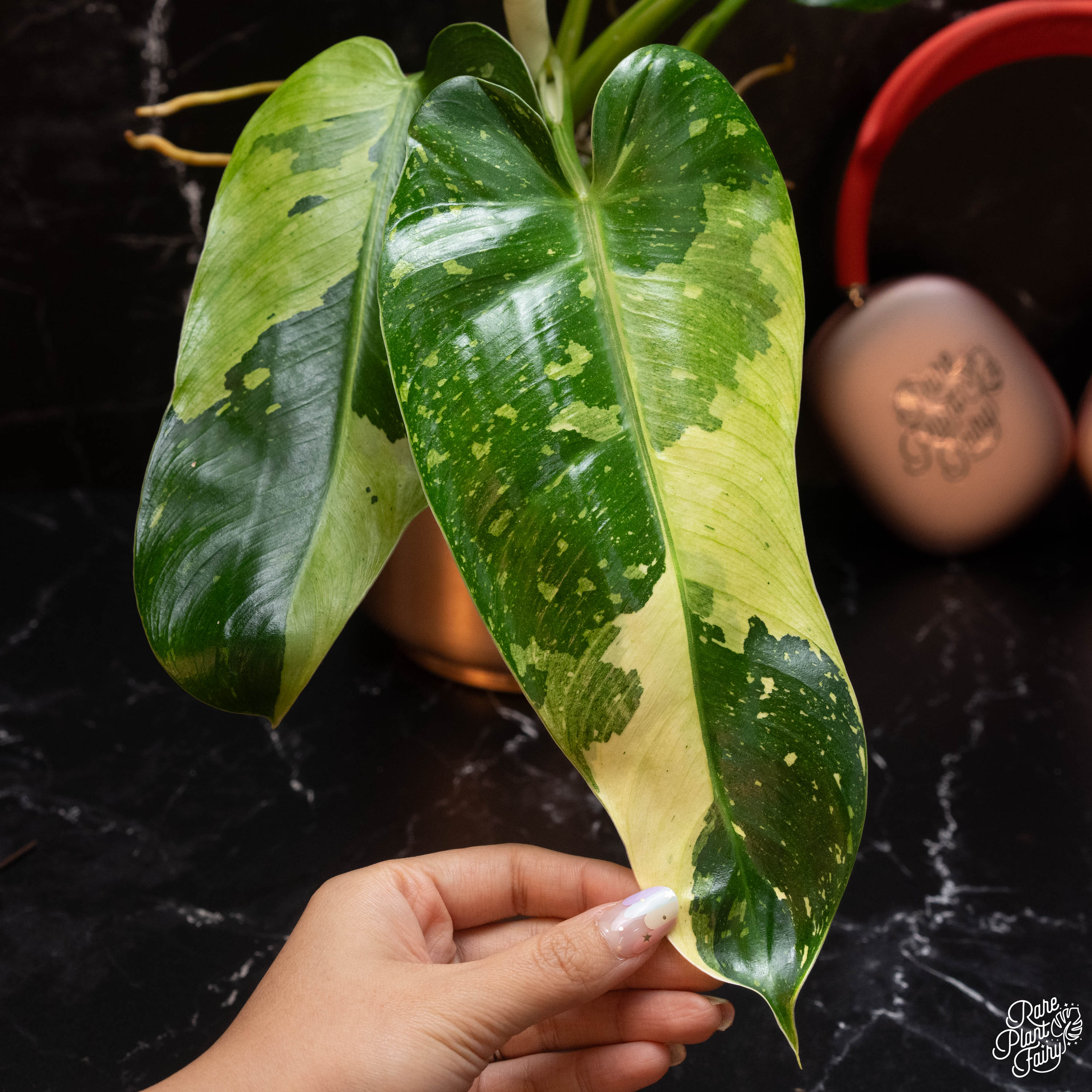 philodendron jose buono variegated Philodendron 'Jose Buono' TC Plantlet – RPF Labs