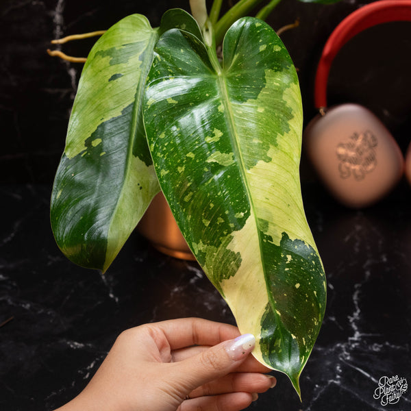 Philodendron 'Jose Buono' TC Plantlet