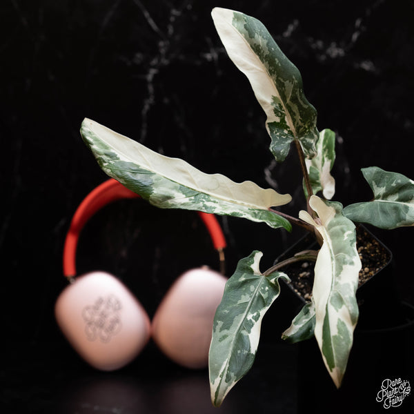 Alocasia lauterbachiana Albo Variegated TC Plantlet