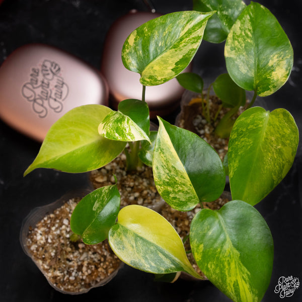 Monstera deliciosa Aurea Variegated (Large Form) TC Plantlet