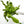 Dionaea muscipula Venus Fly Trap TC Plantlet