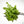 Dionaea muscipula Venus Fly Trap TC Plantlet