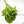 Dionaea muscipula Venus Fly Trap TC Plantlet