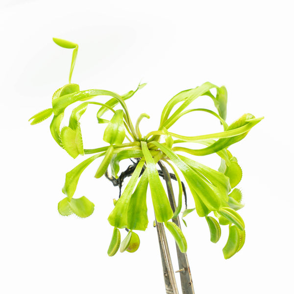 Dionaea muscipula var (Reverted) Venus Fly Trap TC Plantlet