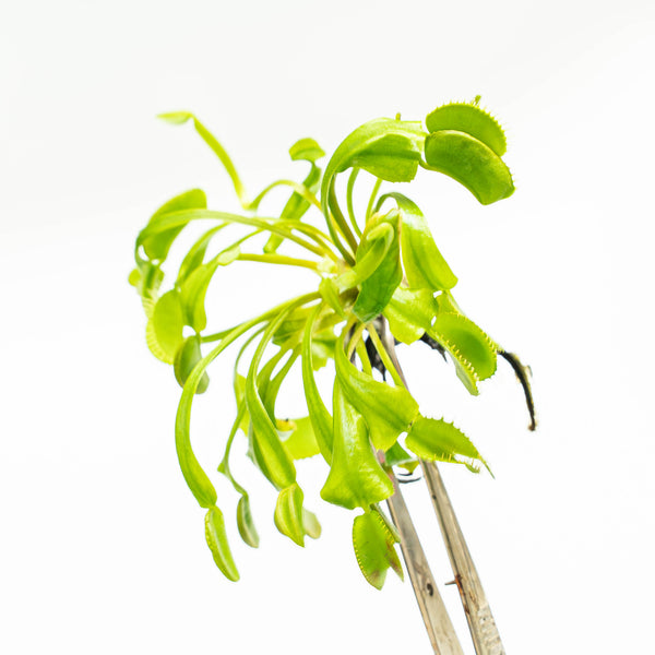 Dionaea muscipula var (Reverted) Venus Fly Trap TC Plantlet