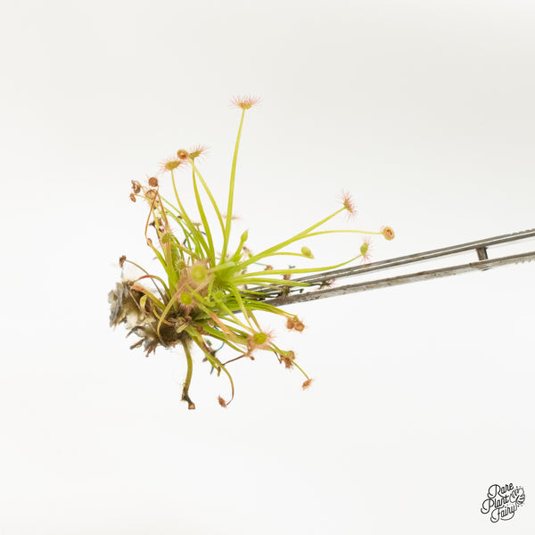 Drosera paradoxa TC Plantlet
