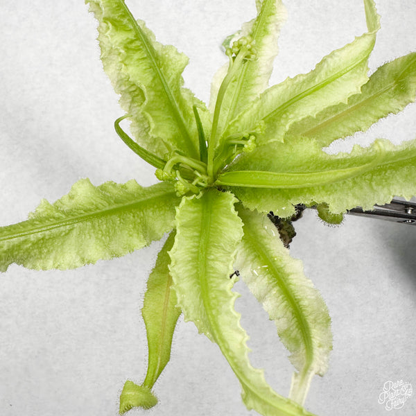 Drosera adelae 'Lance-Leaved Sundew' TC Plantlet