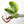 Epipremnum amplissimum Variegated TC Plantlet