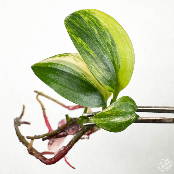 Epipremnum amplissimum Variegated TC Plantlet