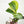 Epipremnum amplissimum Variegated TC Plantlet