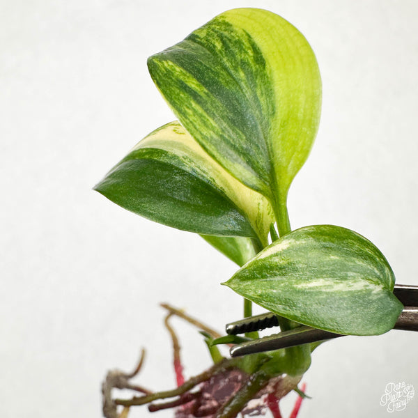 Epipremnum amplissimum Variegated TC Plantlet