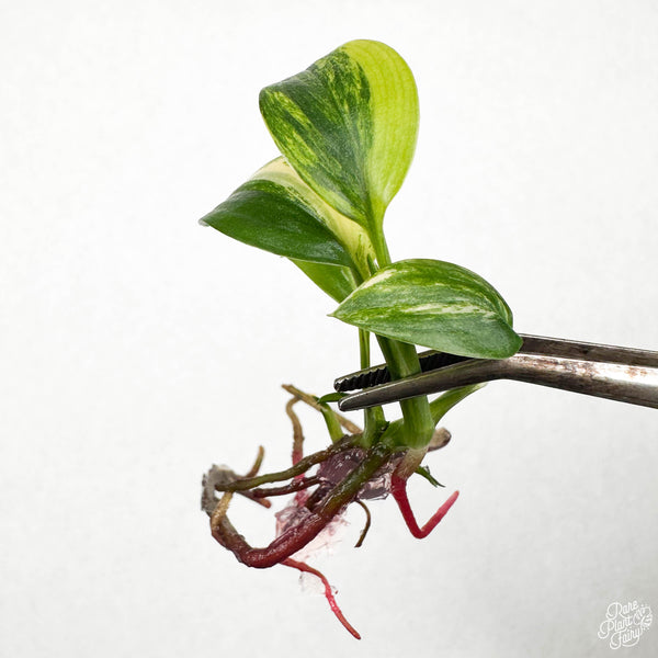 Epipremnum amplissimum Variegated TC Plantlet