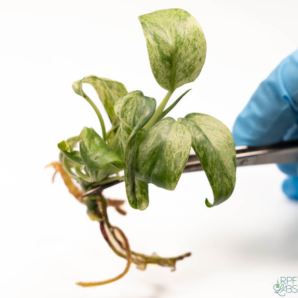 Epipremnum giganteum Variegated TC Plantlet