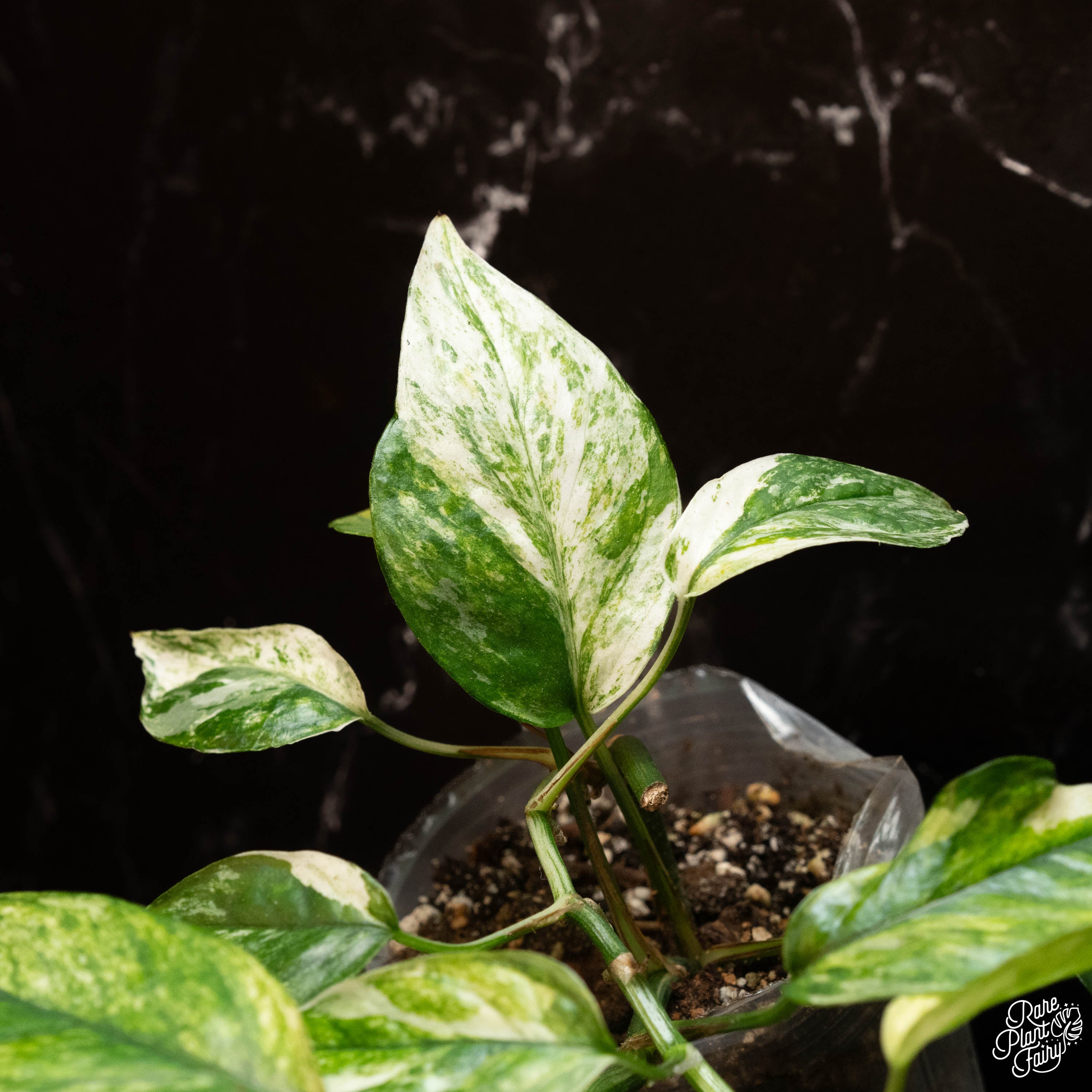 pothos epipremnum sp Epipremnum 'Bali' Variegated – RPF Labs