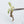 Ficus lyrata 'Fiddle Leaf Fig' Variegated TC Plantlet