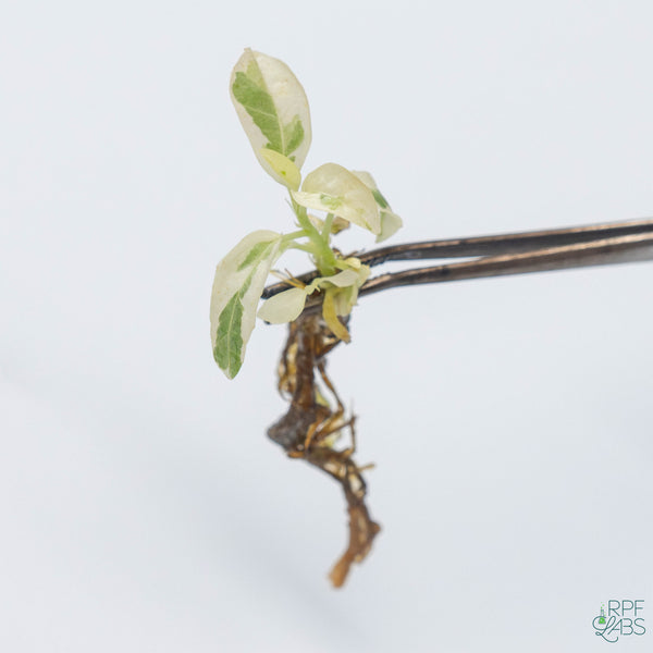 Ficus lyrata 'Fiddle Leaf Fig' Variegated TC Plantlet