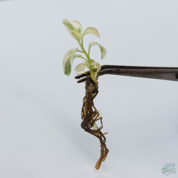 Ficus lyrata 'Fiddle Leaf Fig' Variegated TC Plantlet