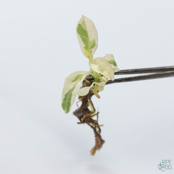 Ficus lyrata 'Fiddle Leaf Fig' Variegated TC Plantlet