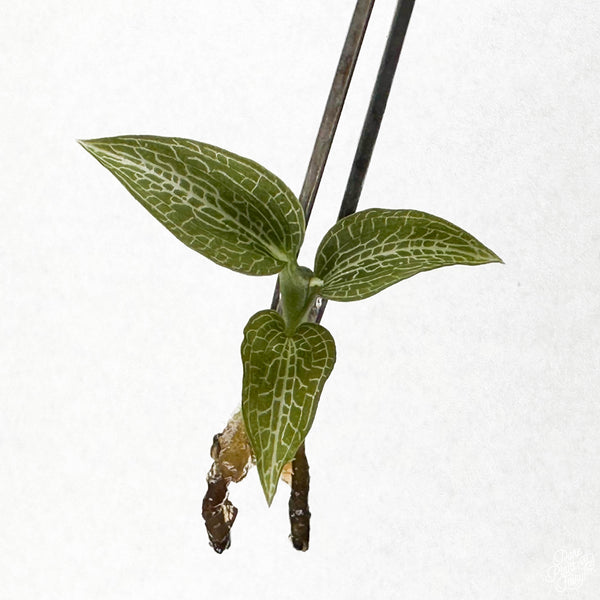 Goodyera hispida TC Plantlet