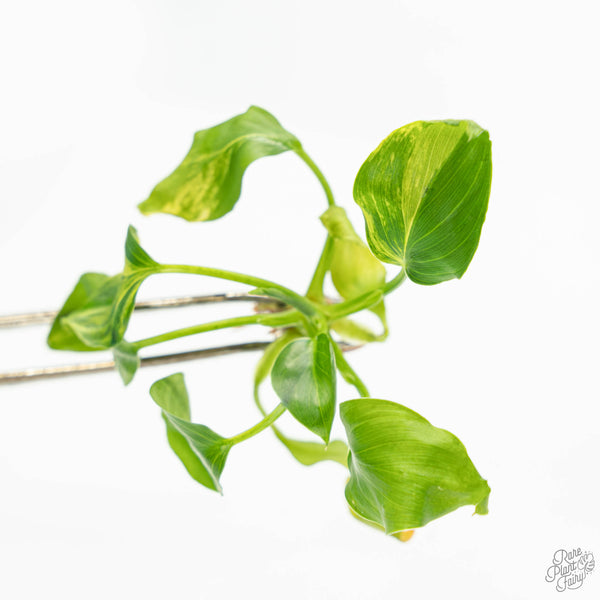 Homalomena rubescens Variegated TC Plantlet