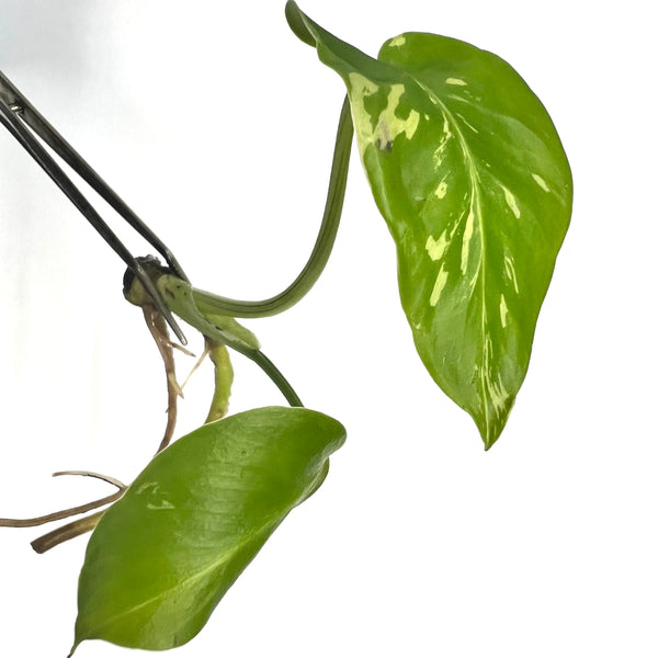 Monstera 'Bulbasaur' TC Plantlet