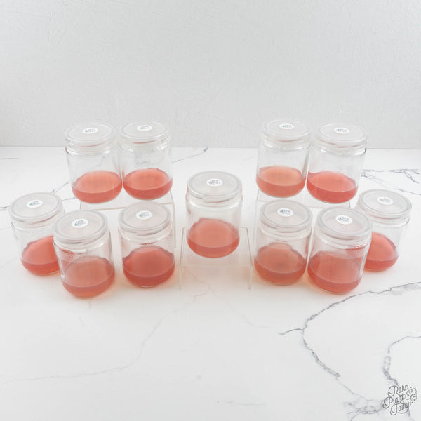 RPF Labs Multiplication Media (12 count)