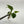 Philodendron Verrucosum x Serpens