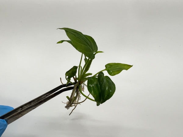 Philodendron Verrucosum x Serpens