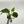 Philodendron Verrucosum x Serpens