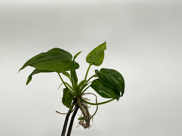 Philodendron Verrucosum x Serpens